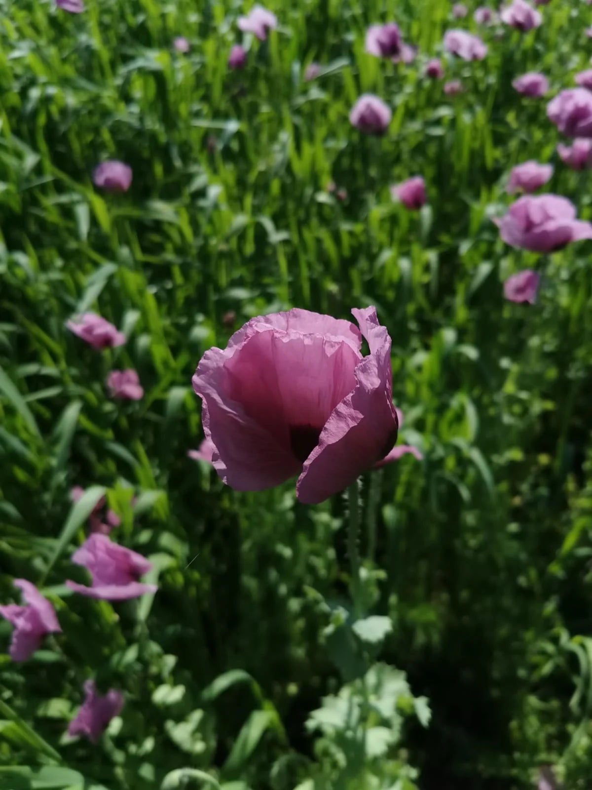 Mohn und Winteremmer in der Blütezeit