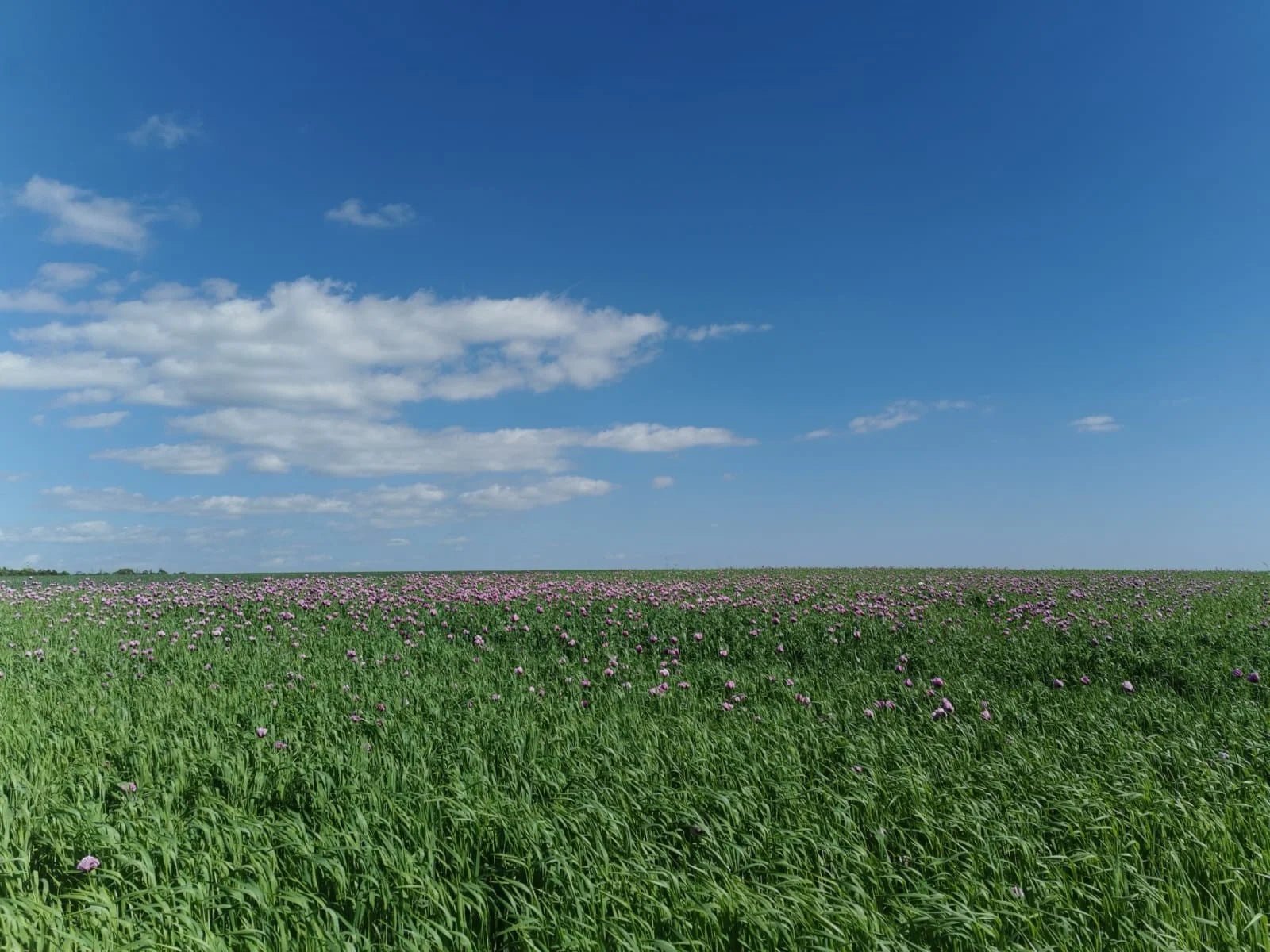 Mohn und Winteremmer in der Blütezeit