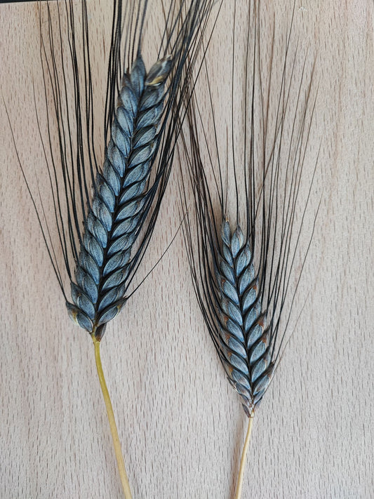 Schwarzer Ur-Emmer