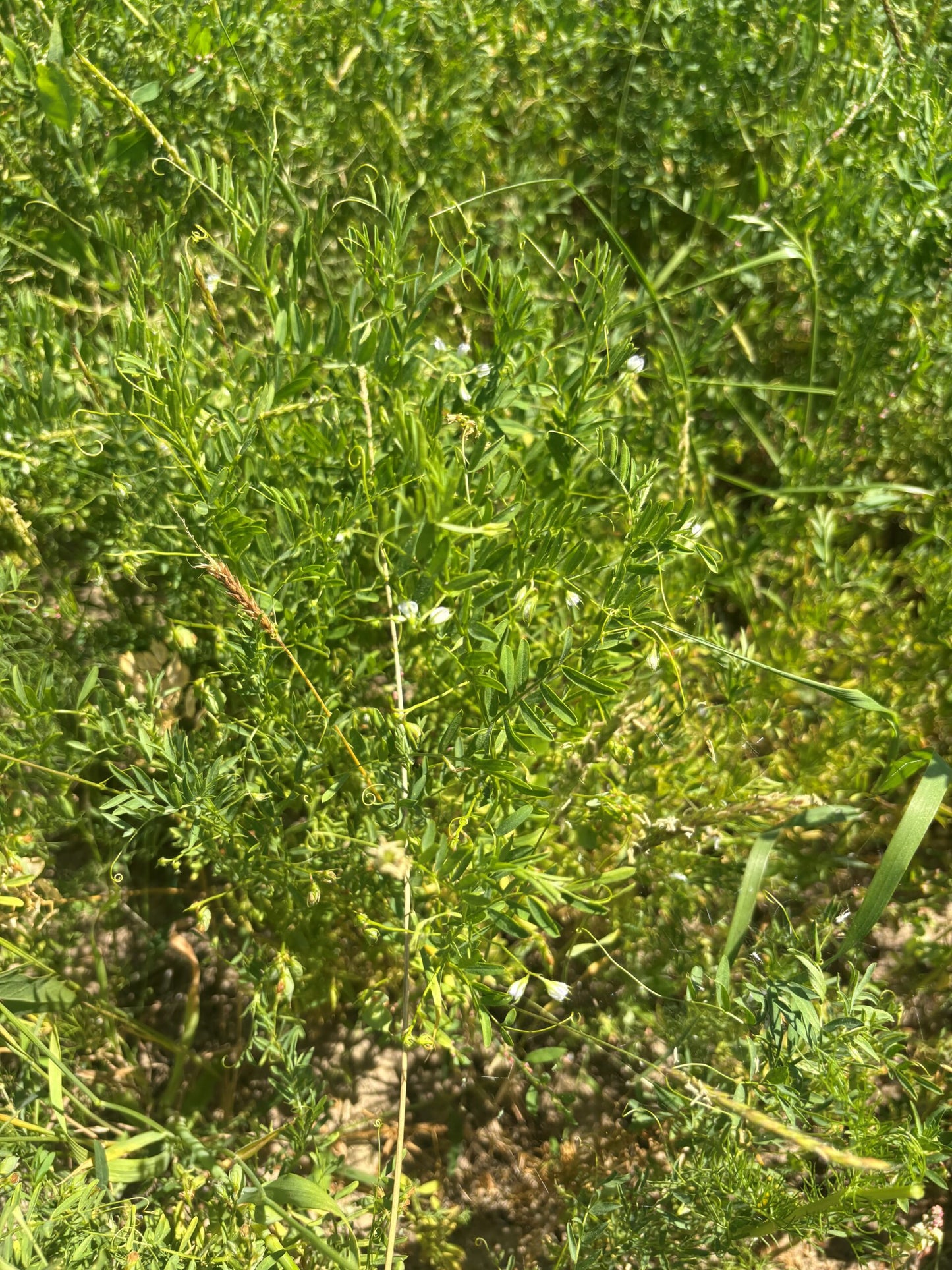 rote Linsen Feld 6-25