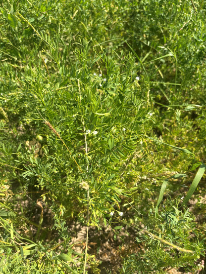 rote Linsen Feld 6-25