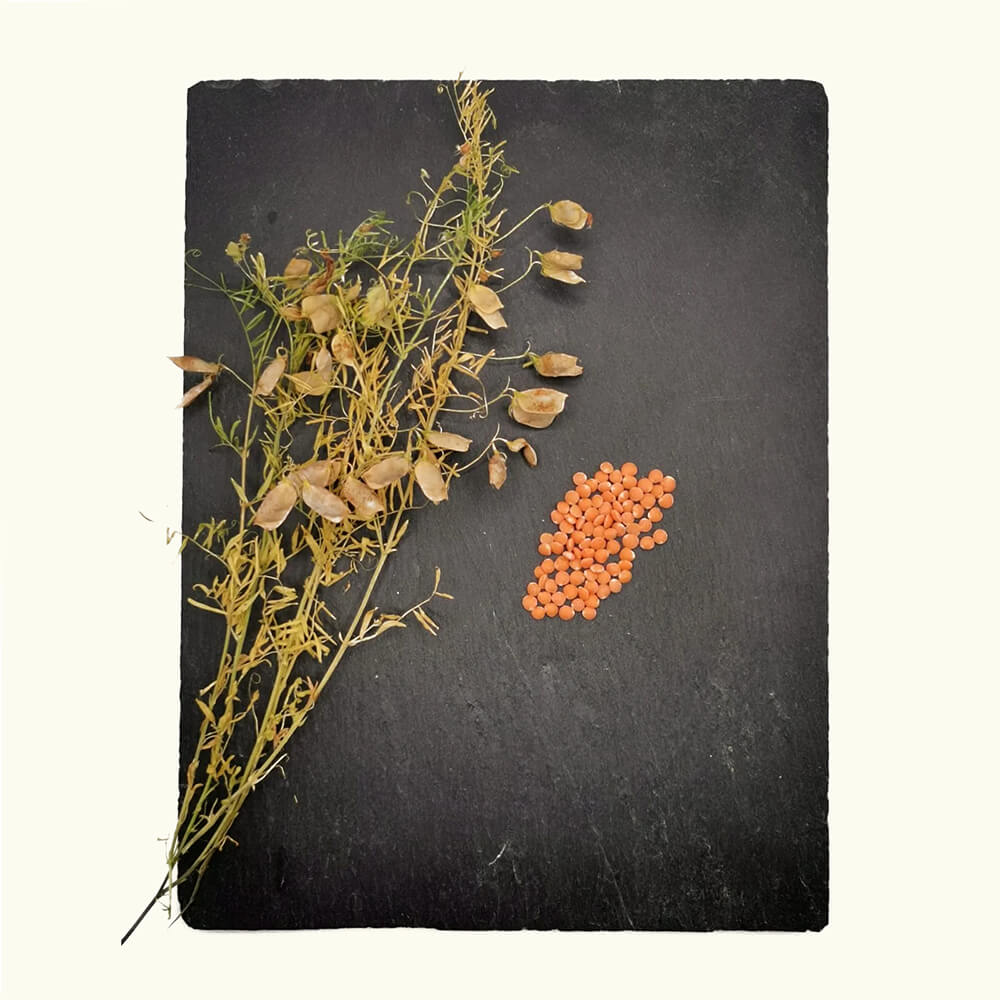 rote-linse-bio