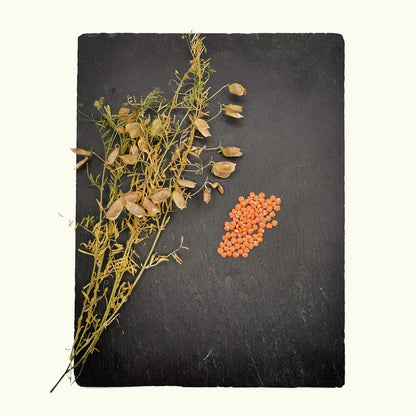 rote-linse-bio