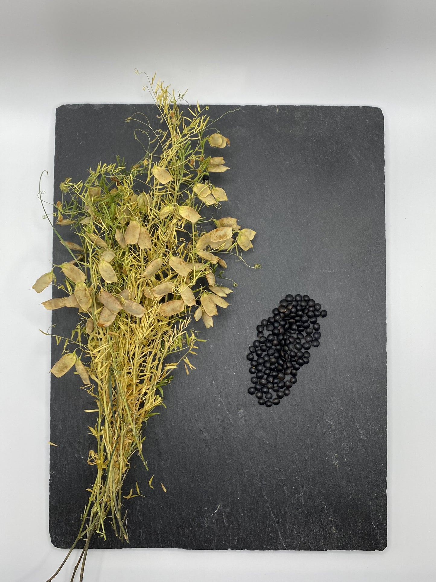 Beluga Linsen (Gourmet)