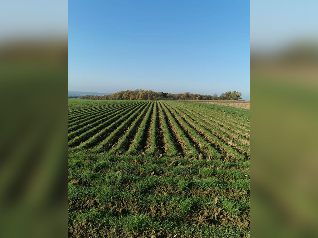 winterhartweizen-durum-auf-erddaemme