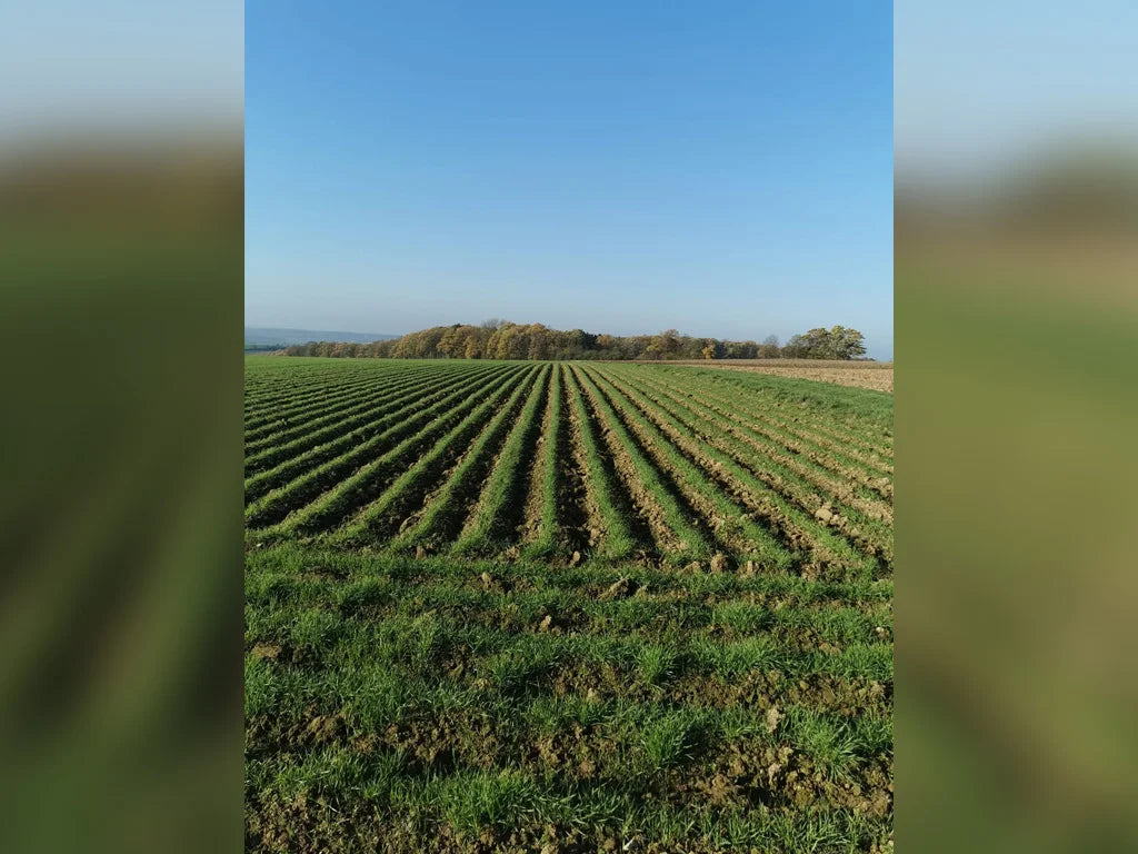 Winterhartweizen (Durum) auf Erddämme
